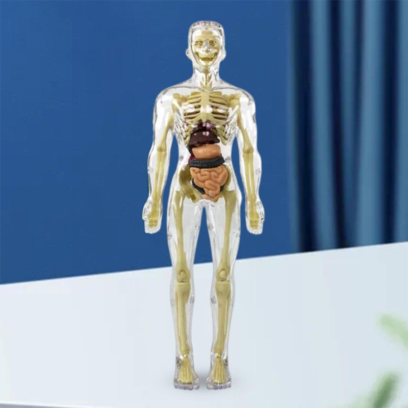 3D anatomiskā skeleta modeļa rotaļlieta