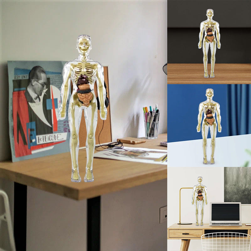 3D anatomiskā skeleta modeļa rotaļlieta