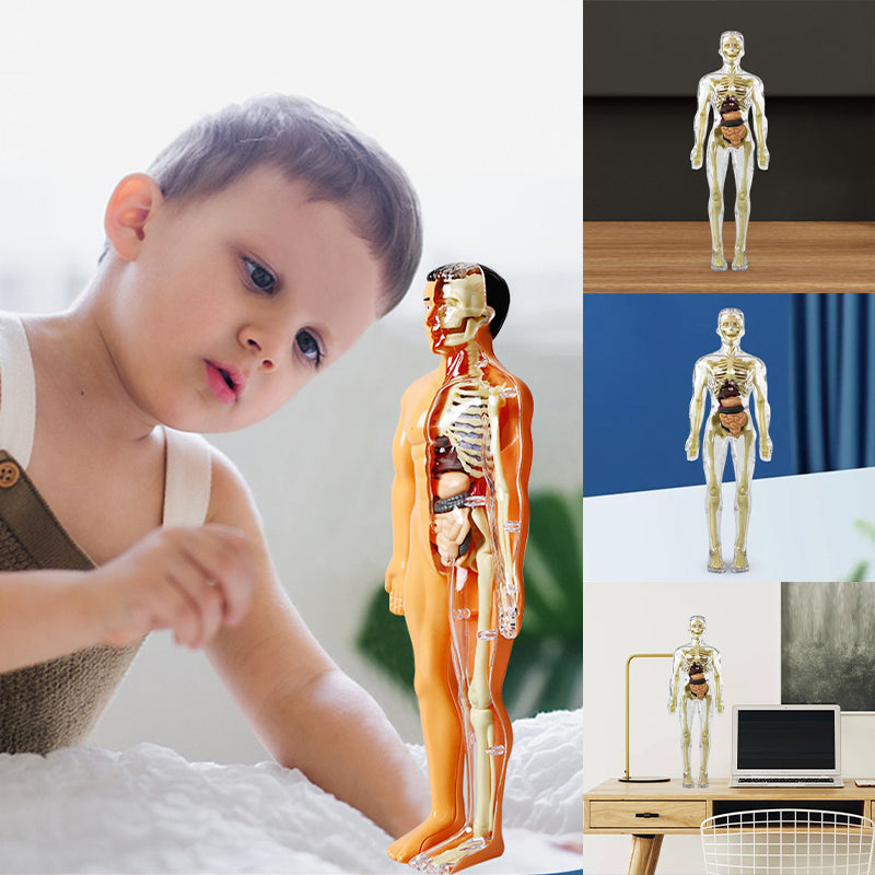 3D anatomiskā skeleta modeļa rotaļlieta